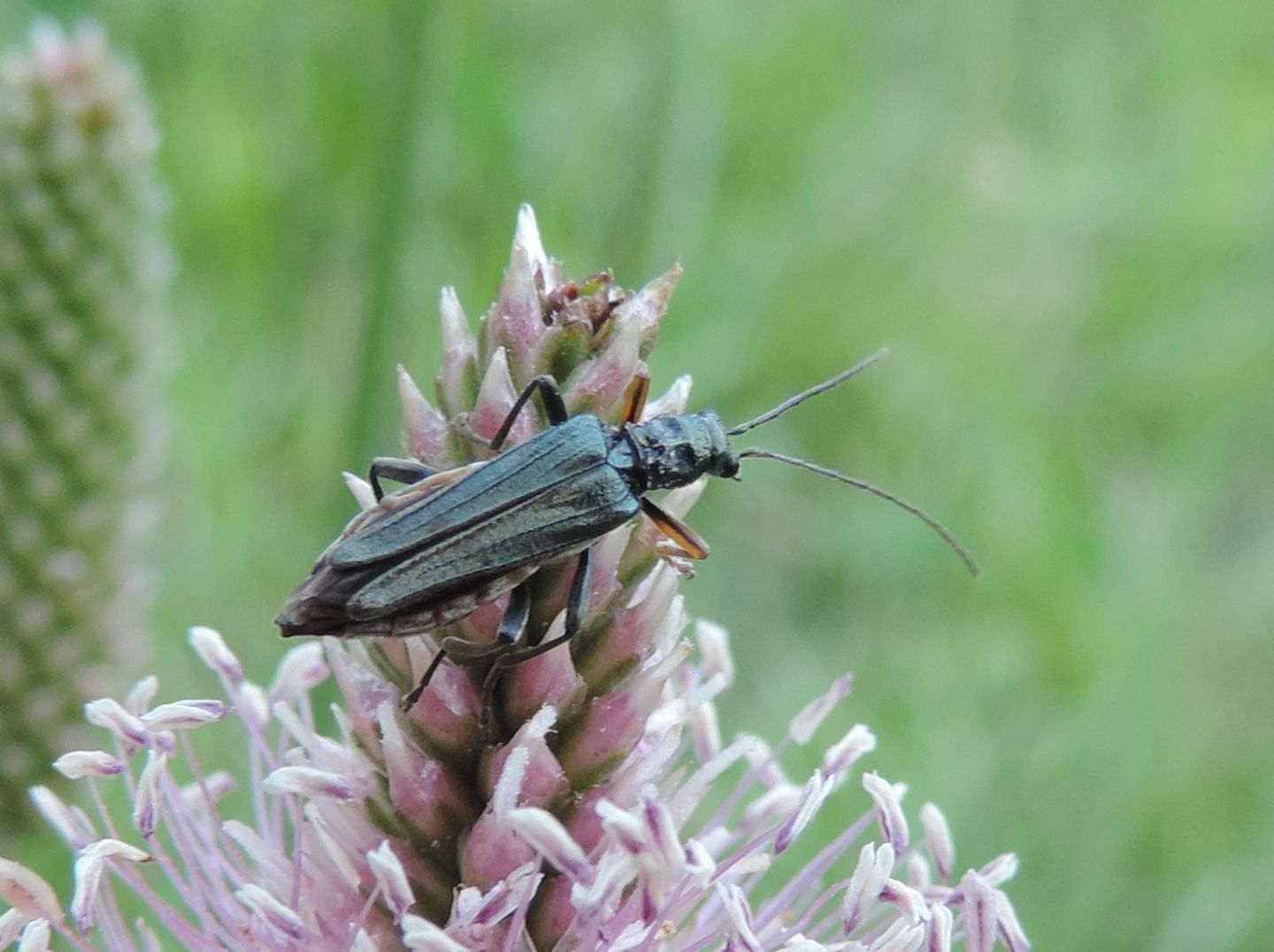 Oedemera flavipes? Si, maschio e femmina