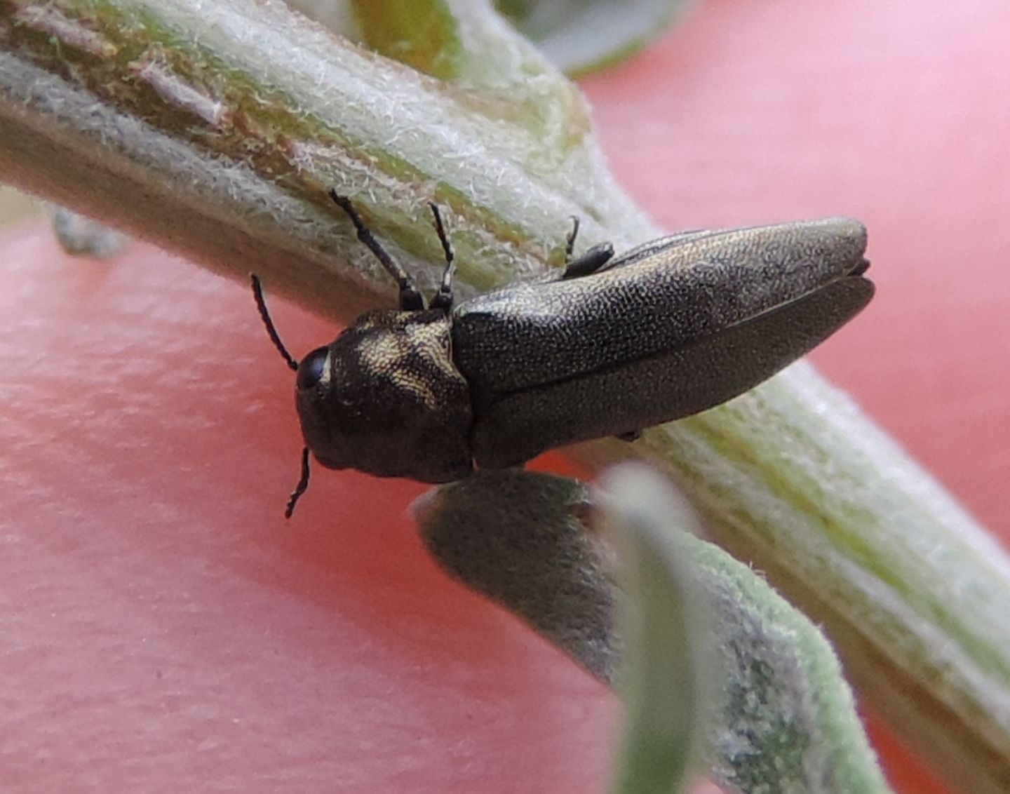 Buprestidae: Meliboeus graminis