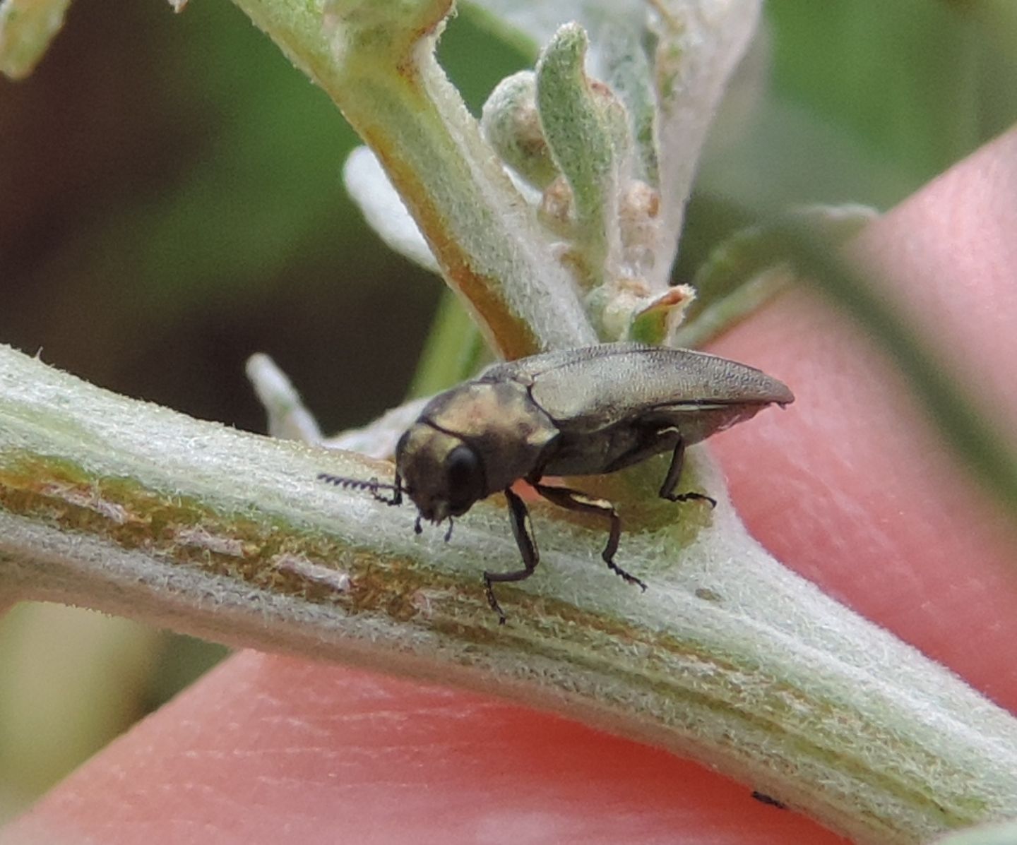 Buprestidae: Meliboeus graminis