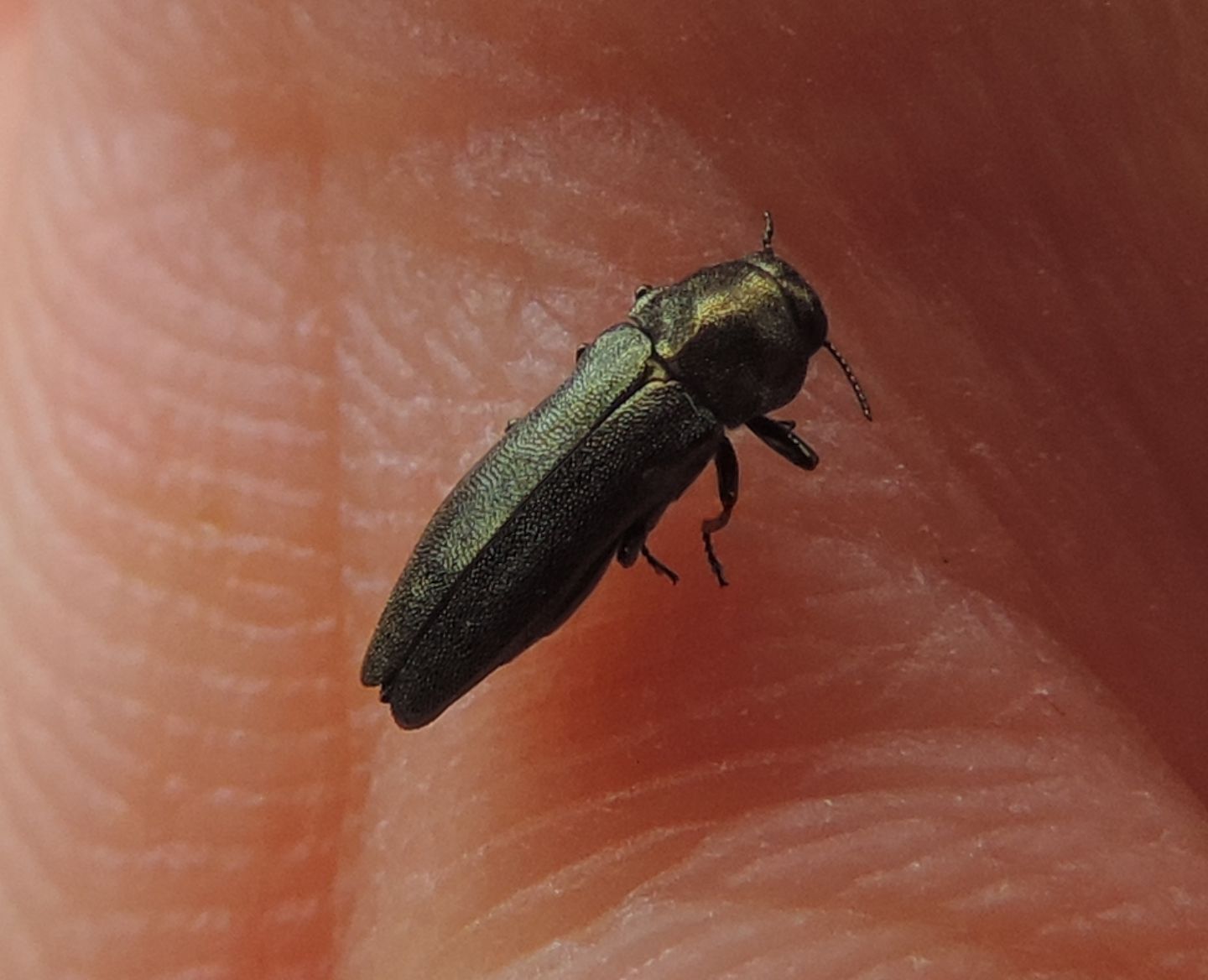 Buprestidae: Meliboeus graminis