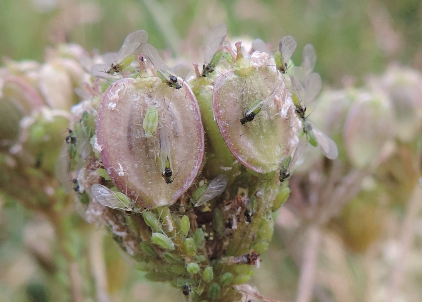 Afidi da identificare:  Cavariella pastinacae