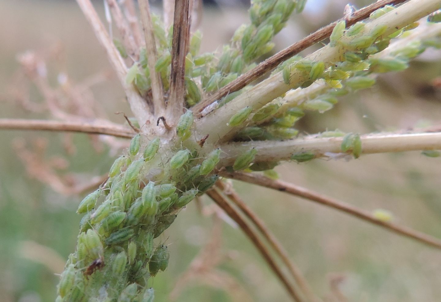 Afidi da identificare:  Cavariella pastinacae