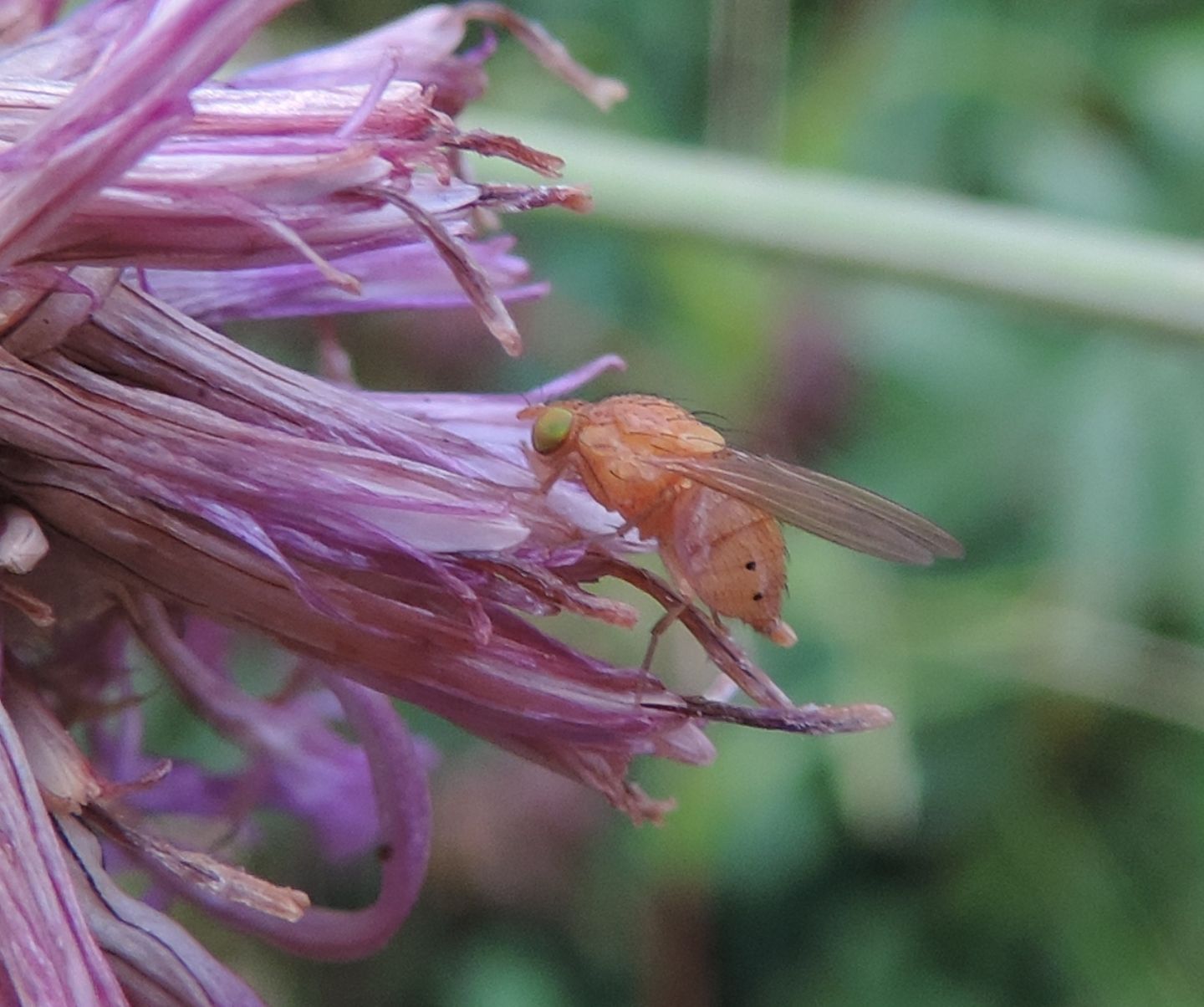 Lauxaniidae?  Si, Sapromyza cfr. opaca, femmina