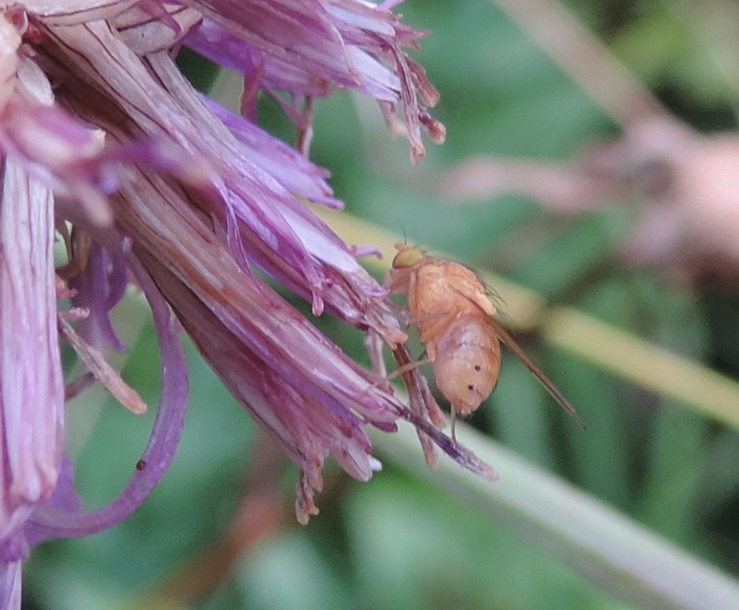 Lauxaniidae?  Si, Sapromyza cfr. opaca, femmina