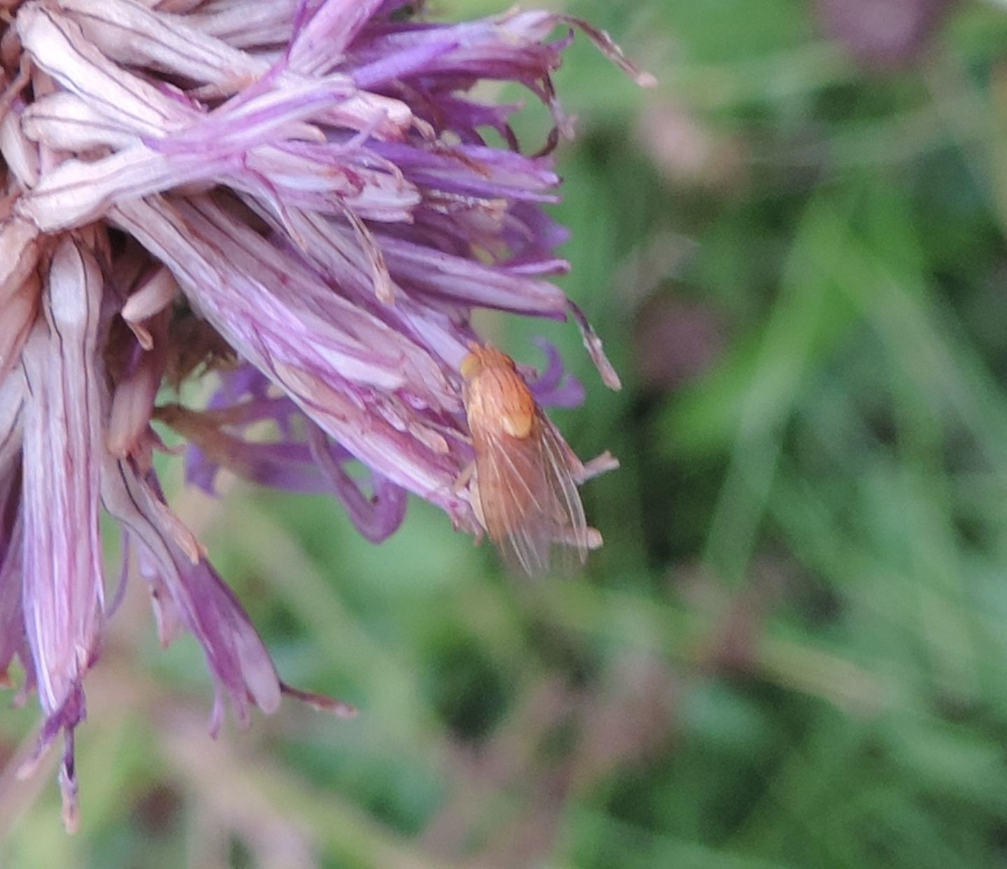 Lauxaniidae?  Si, Sapromyza cfr. opaca, femmina