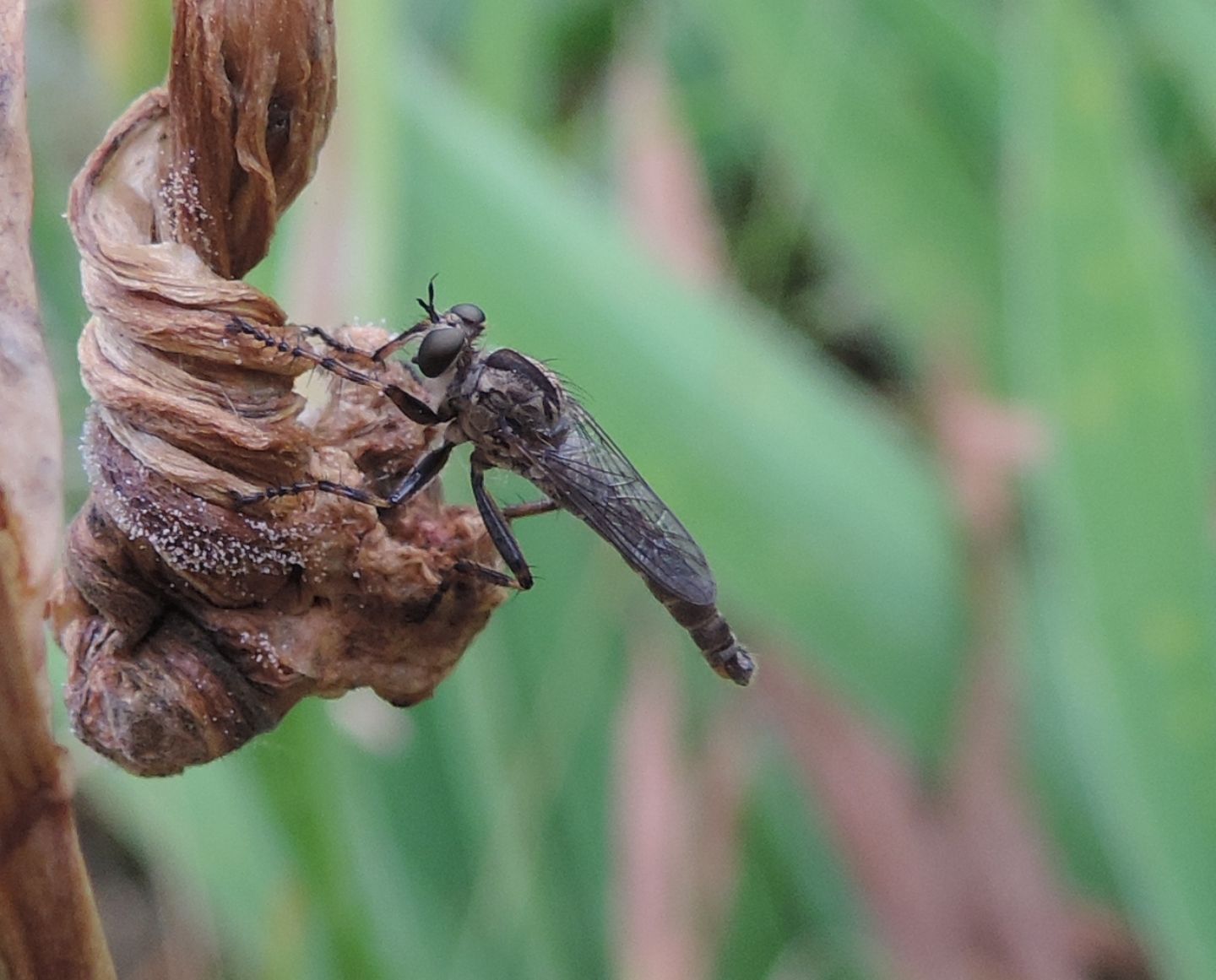 Asilidae da identificare: Tolmerus cfr. cingulatus