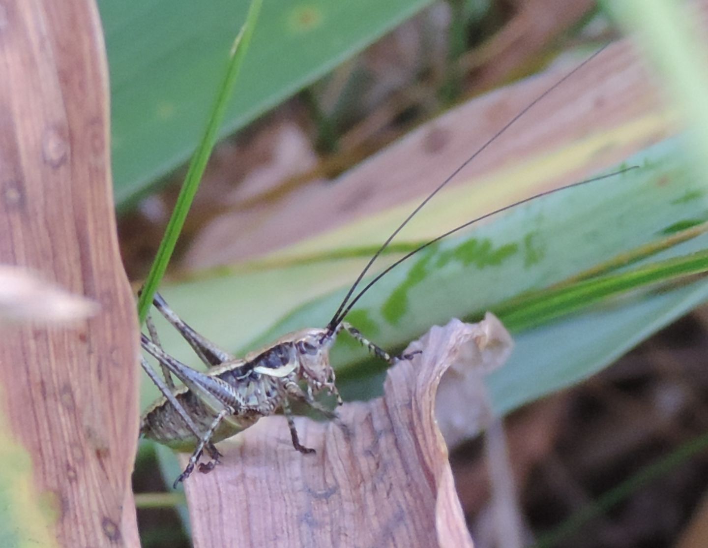 Antaxius pedestris?