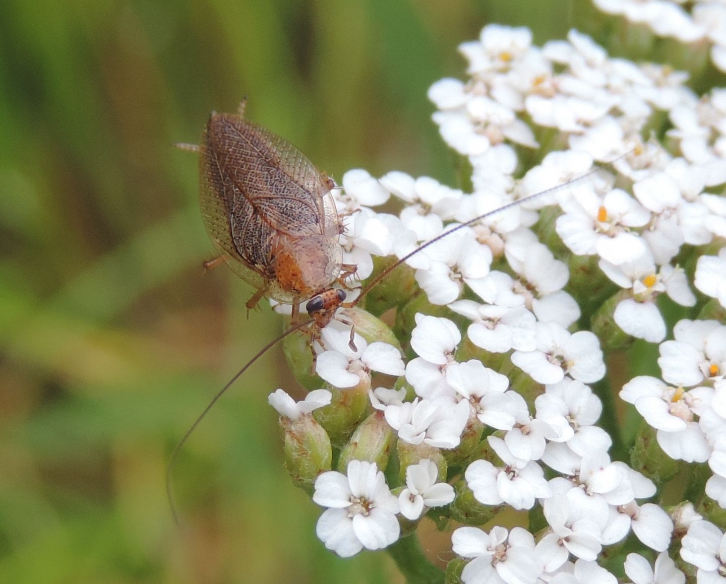 Blattellidae: Ectobius pallidus?...Ectobius sp.