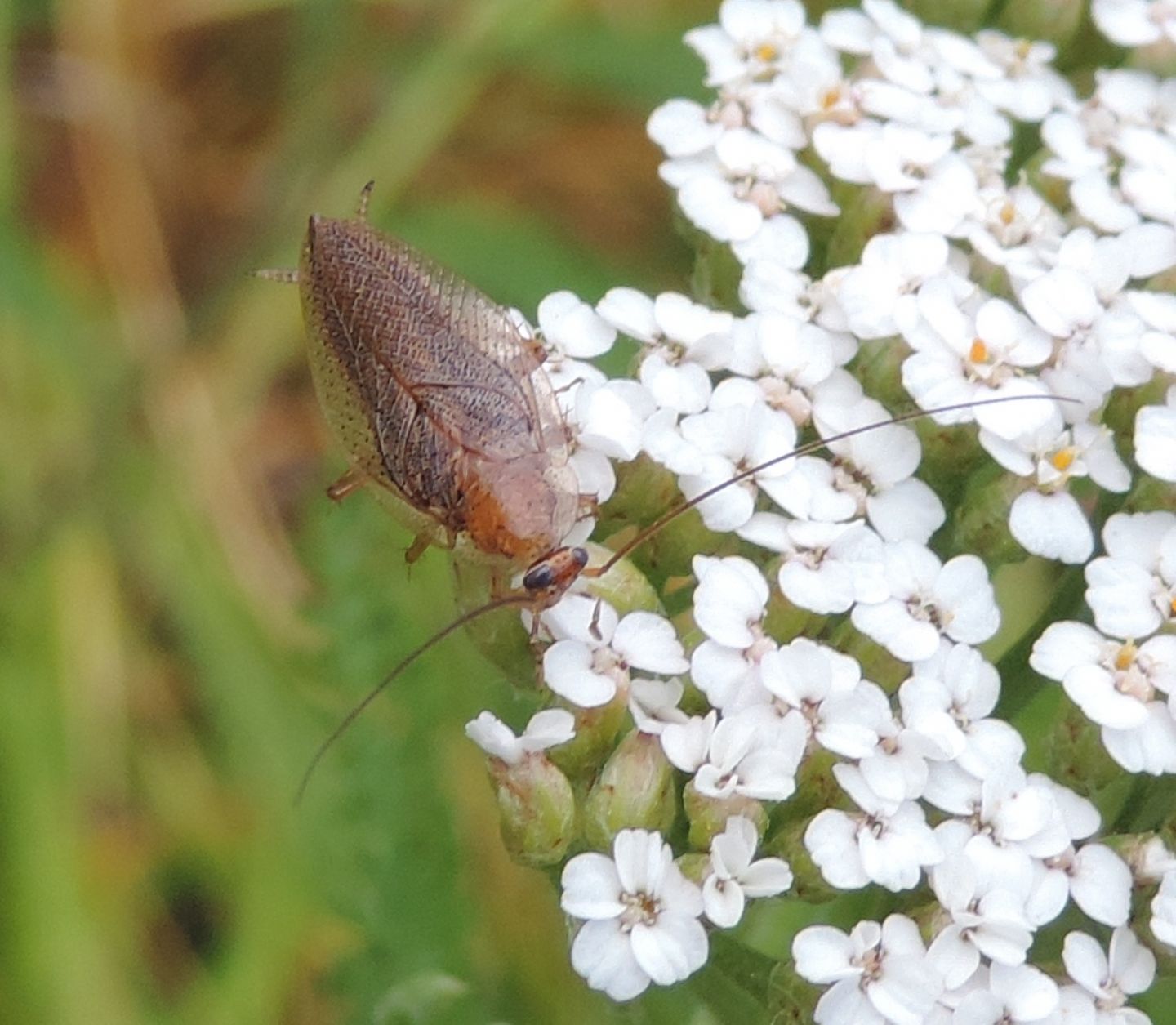 Blattellidae: Ectobius pallidus?...Ectobius sp.