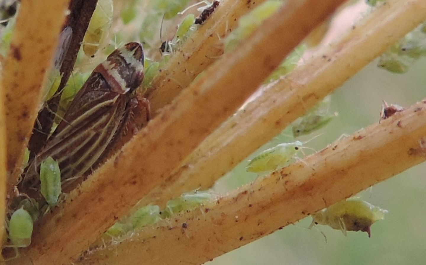 Afidi da identificare:  Cavariella pastinacae