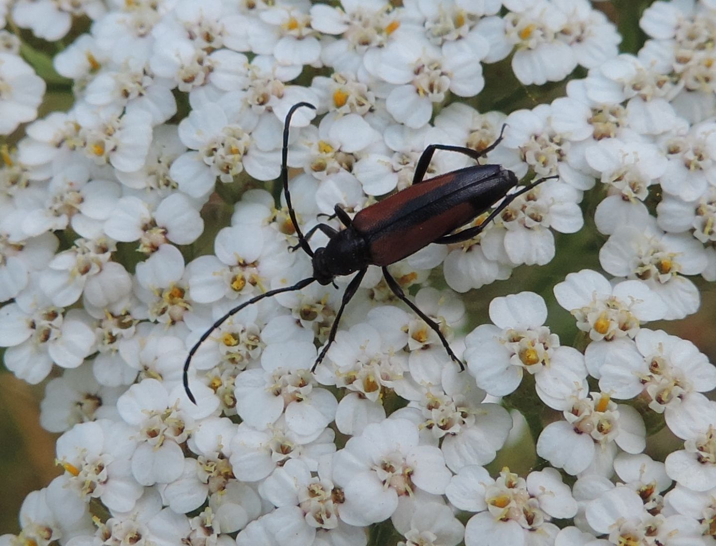 Stenurella melanura?  S, femmina