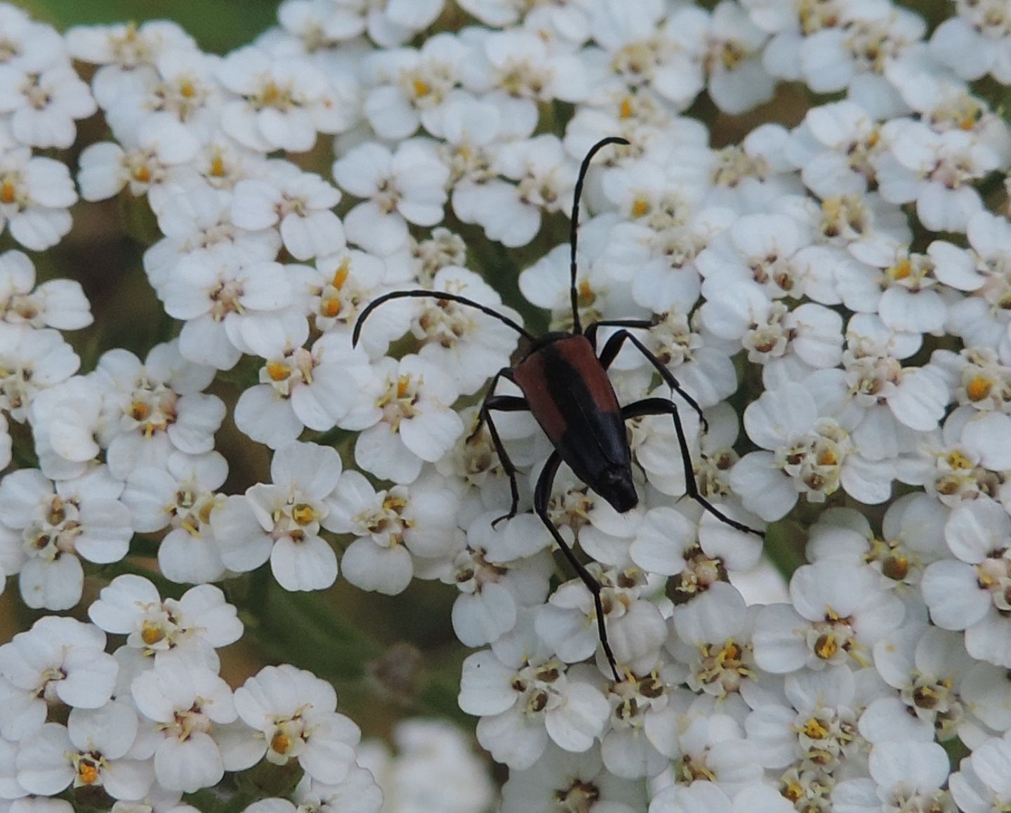 Stenurella melanura?  S, femmina