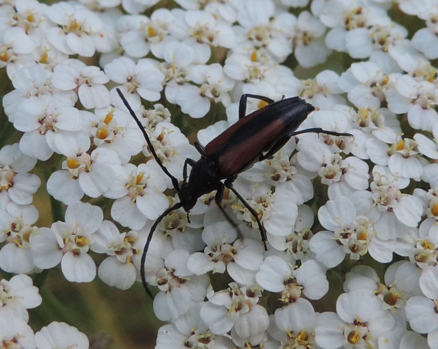 Stenurella melanura?  S, femmina