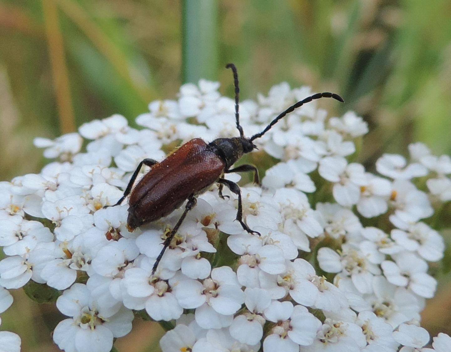 Cerambycidae: Pseudovadonia livida?  S, femmina