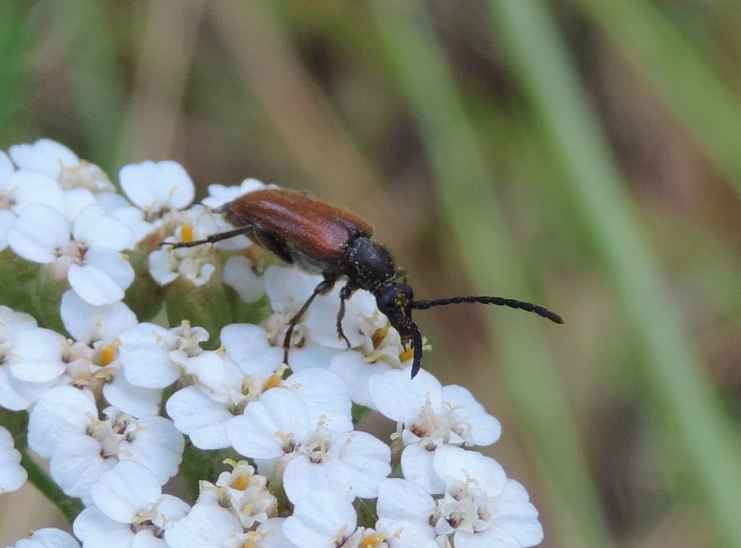 Cerambycidae: Pseudovadonia livida?  S, femmina