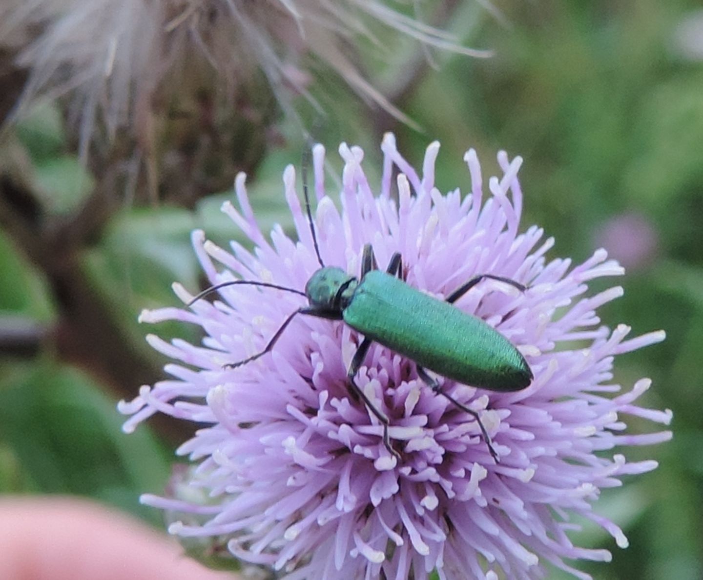 Ischnomera? No, Chrysanthia viridissima (Oedemeridae)