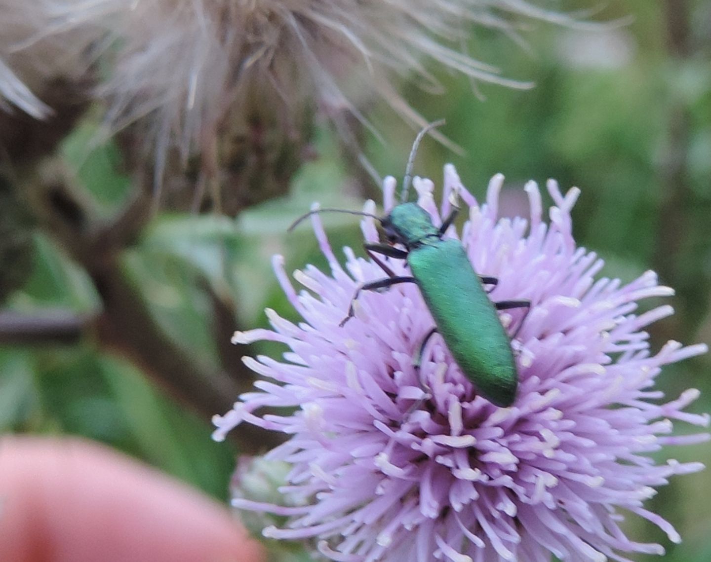 Ischnomera? No, Chrysanthia viridissima (Oedemeridae)