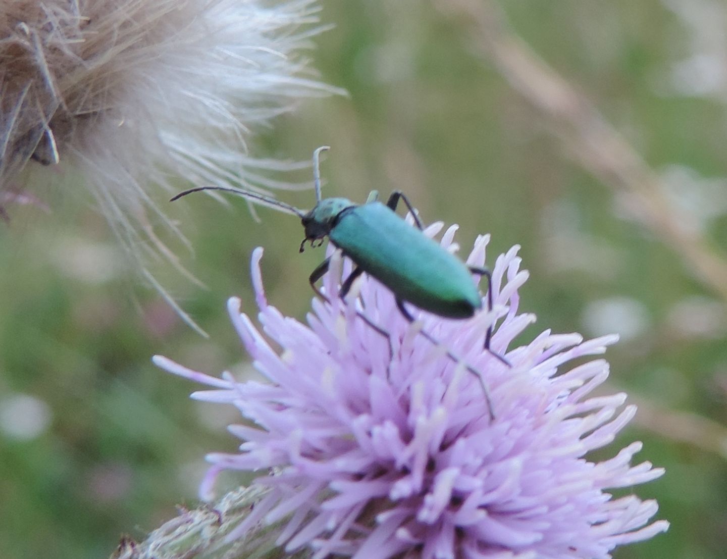 Ischnomera? No, Chrysanthia viridissima (Oedemeridae)