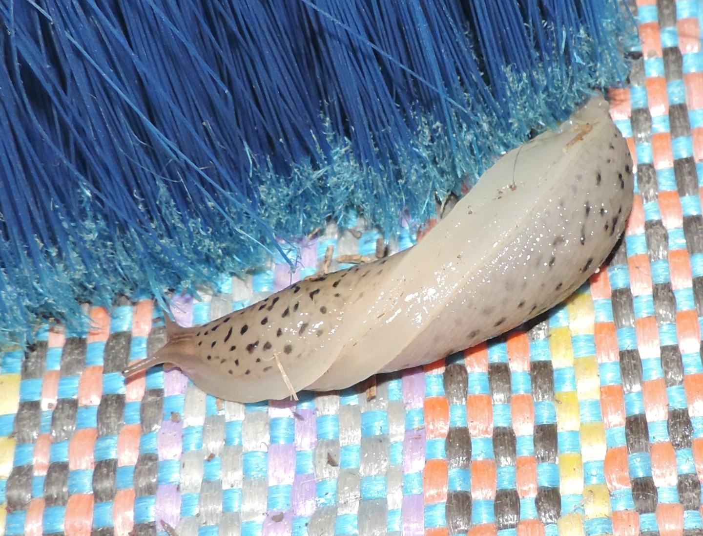 Limax maximus (gruppo) da Salbertrand (TO)