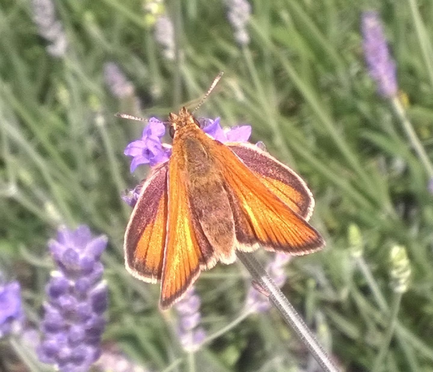 Thymelicus sylvestris? Thymelicus sp, Hesperiidae