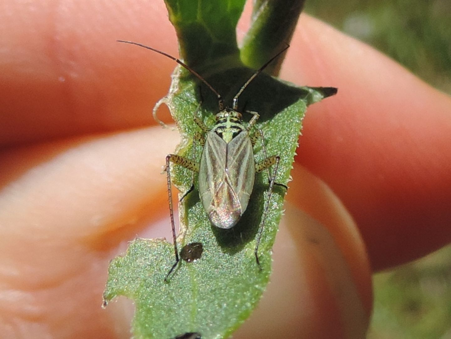 Miridae?  S,   Oncotylus viridiflavus