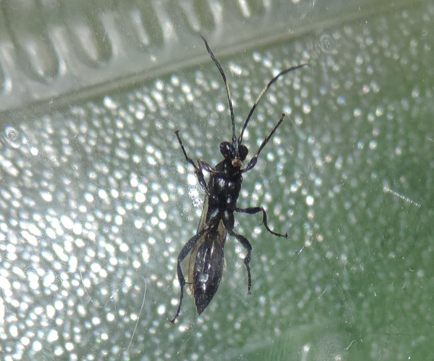 Ichneumonidae con antenne bicolori:  Ichneumonidae Ichneumoninae, femmina
