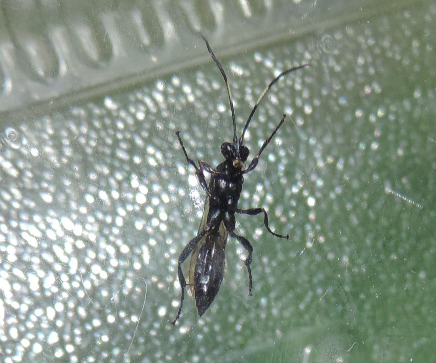 Ichneumonidae con antenne bicolori:  Ichneumonidae Ichneumoninae, femmina