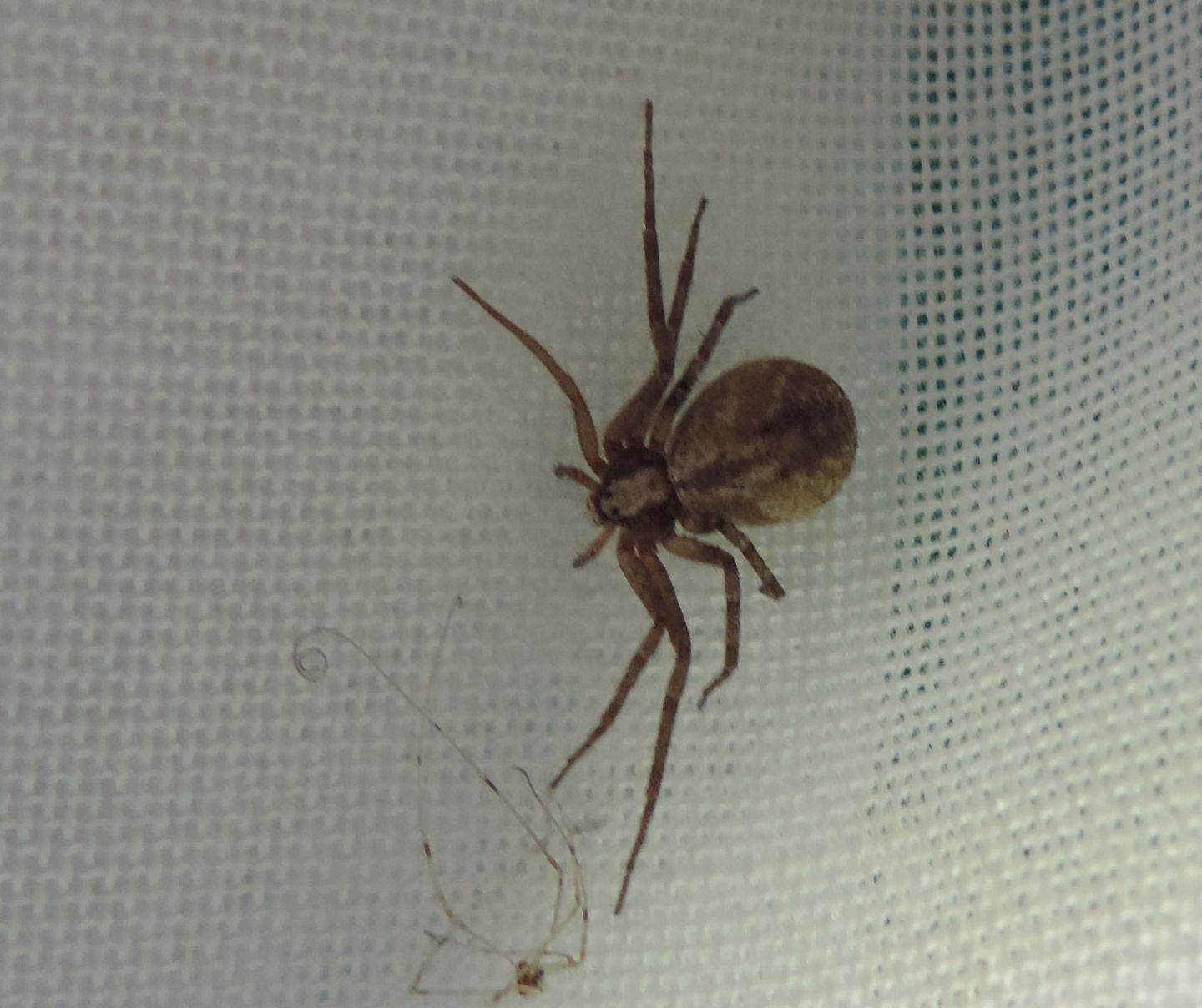 Philodromus sp.?  S, Salbertrand (TO)