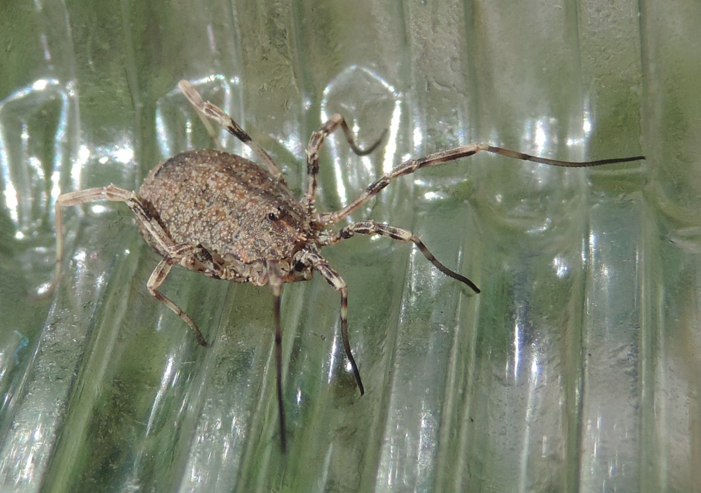 Odiellus spinosus?  Sì !