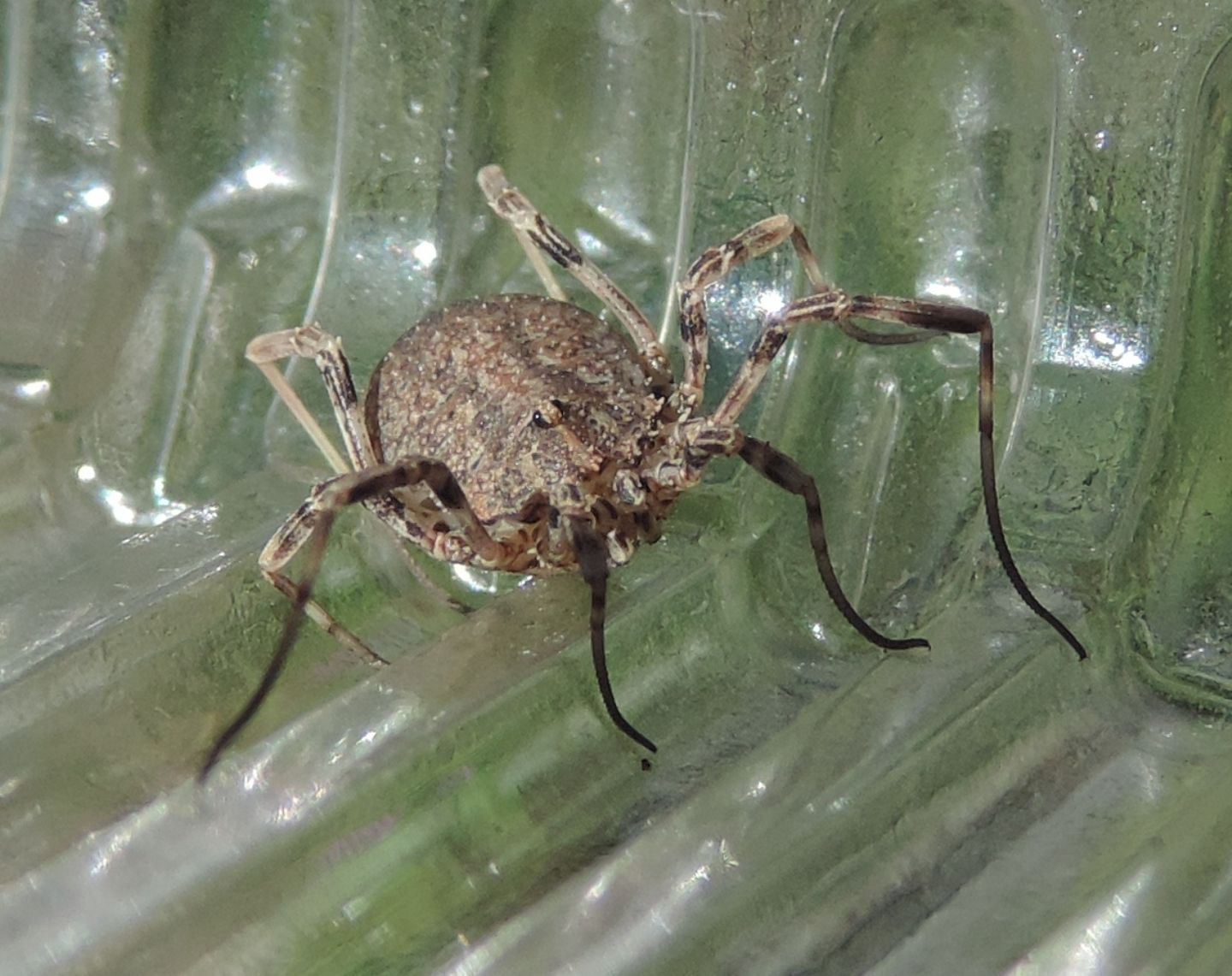 Odiellus spinosus?  Sì !