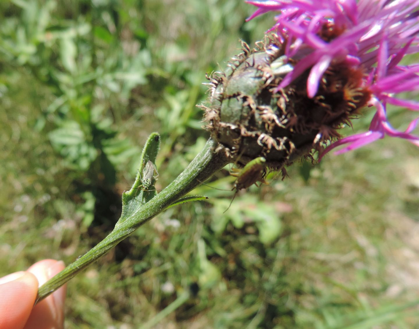 Centaurea scabiosa?