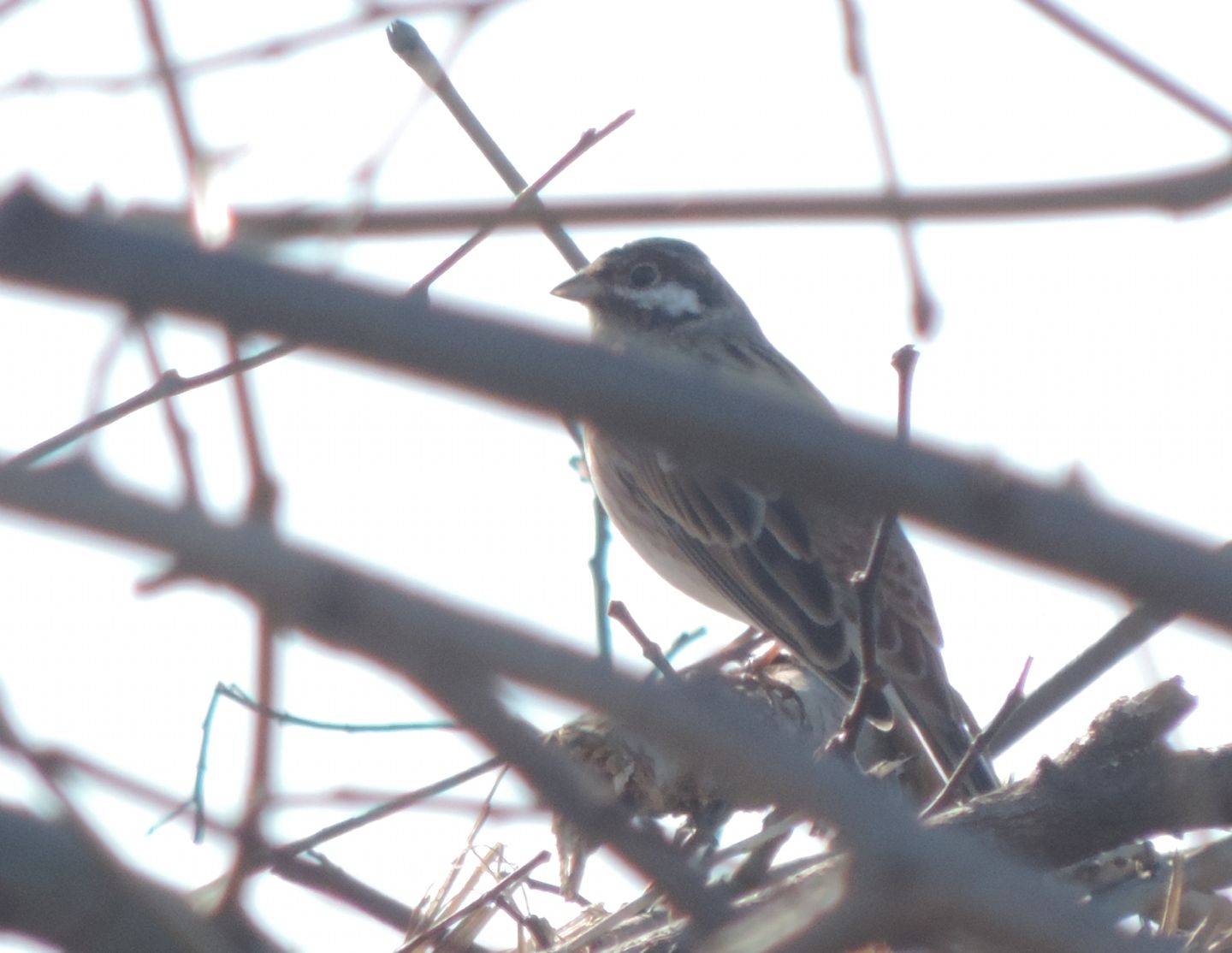 Gioiellini siberiani: Zigoli golarossa (Emberiza leucocephalos)