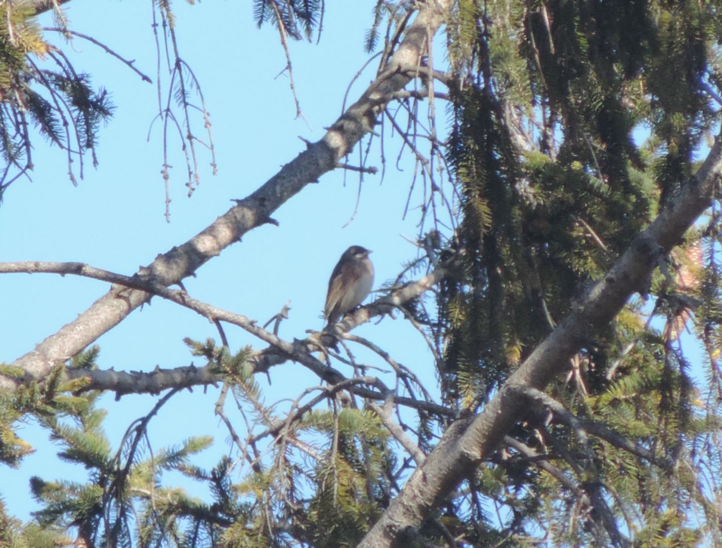 Gioiellini siberiani: Zigoli golarossa (Emberiza leucocephalos)