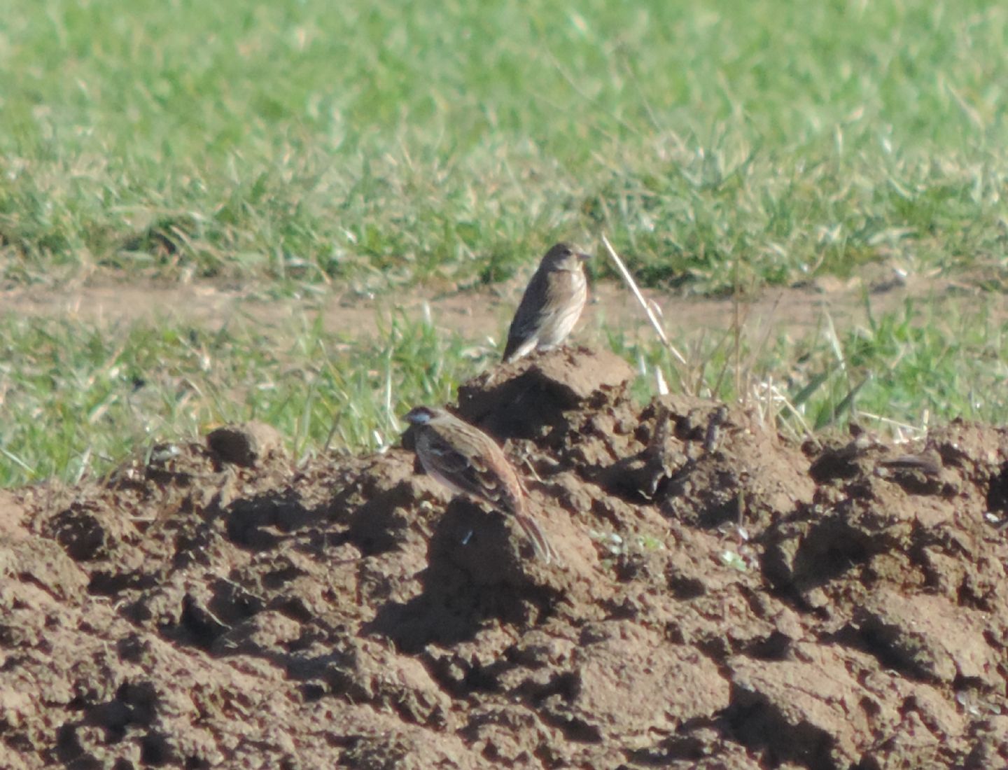 Gioiellini siberiani: Zigoli golarossa (Emberiza leucocephalos)