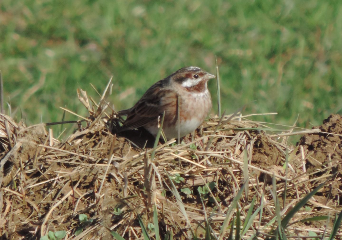 Gioiellini siberiani: Zigoli golarossa (Emberiza leucocephalos)