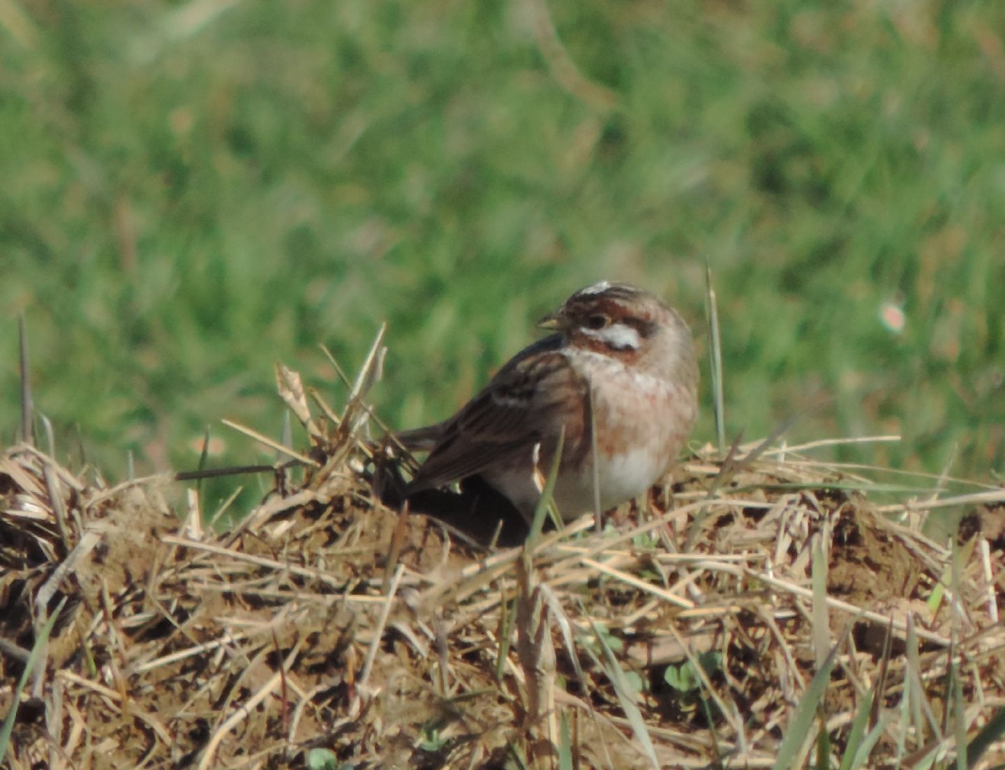 Gioiellini siberiani: Zigoli golarossa (Emberiza leucocephalos)