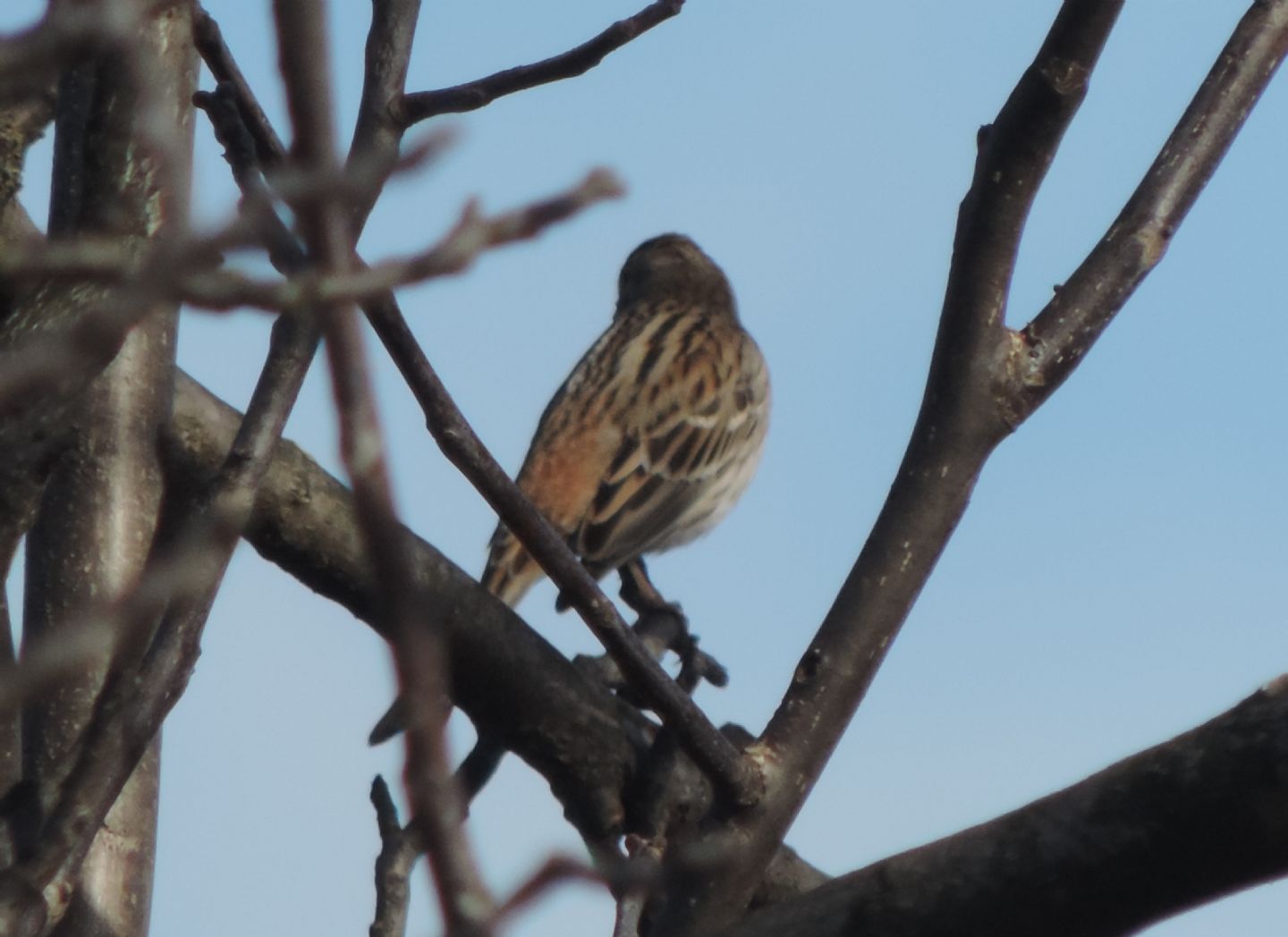 Gioiellini siberiani: Zigoli golarossa (Emberiza leucocephalos)