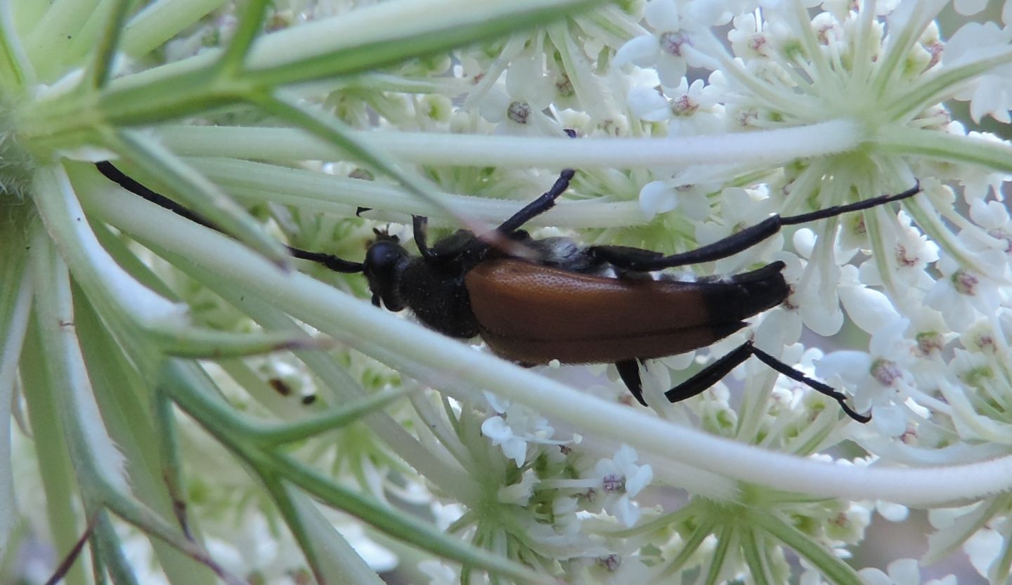 Cerambycidae: altra Stenurella?  No, Paracombya fulva, maschio