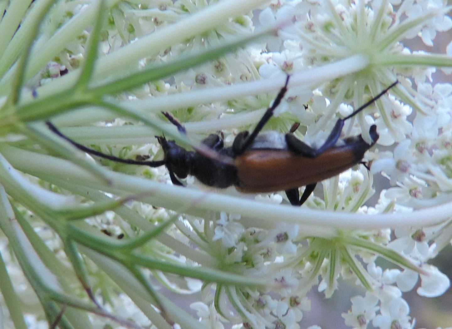 Cerambycidae: altra Stenurella?  No, Paracombya fulva, maschio