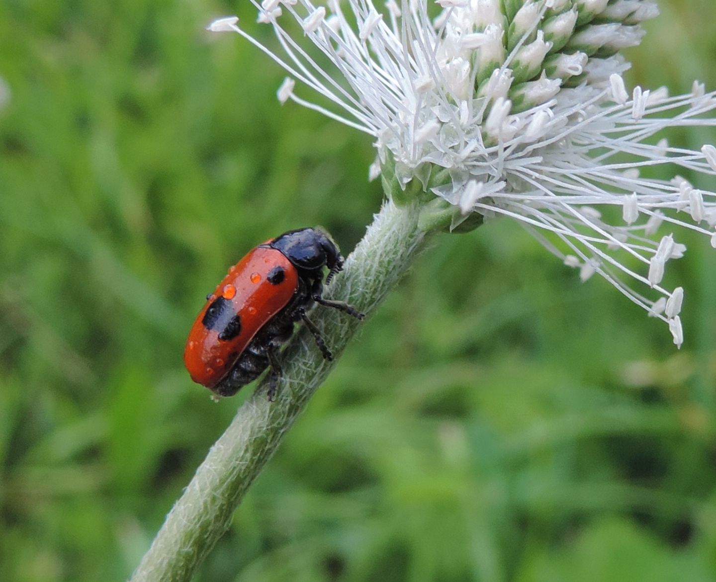 Chrysomelidae: Clytra laeviuscula?  S !