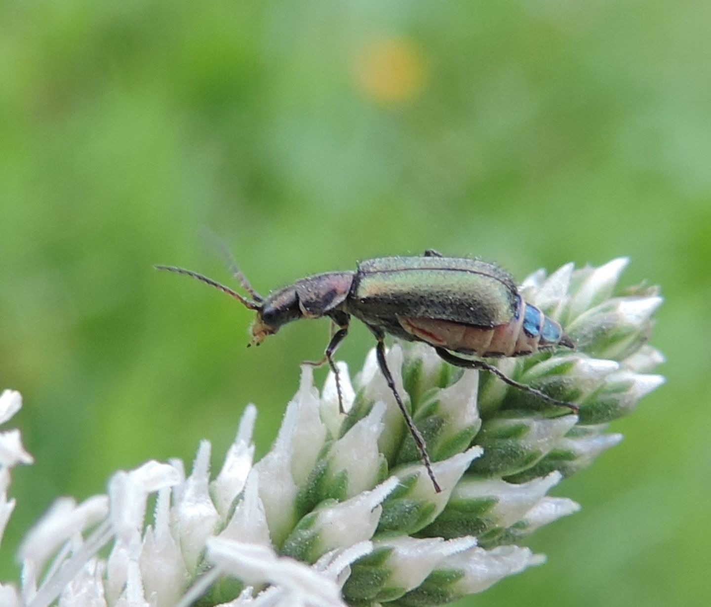 piccolo Malachiidae: Clanoptilus barnevillei