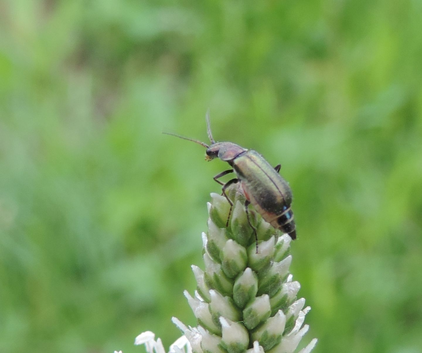 piccolo Malachiidae: Clanoptilus barnevillei