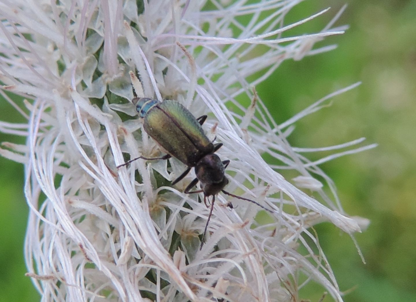 piccolo Malachiidae: Clanoptilus barnevillei