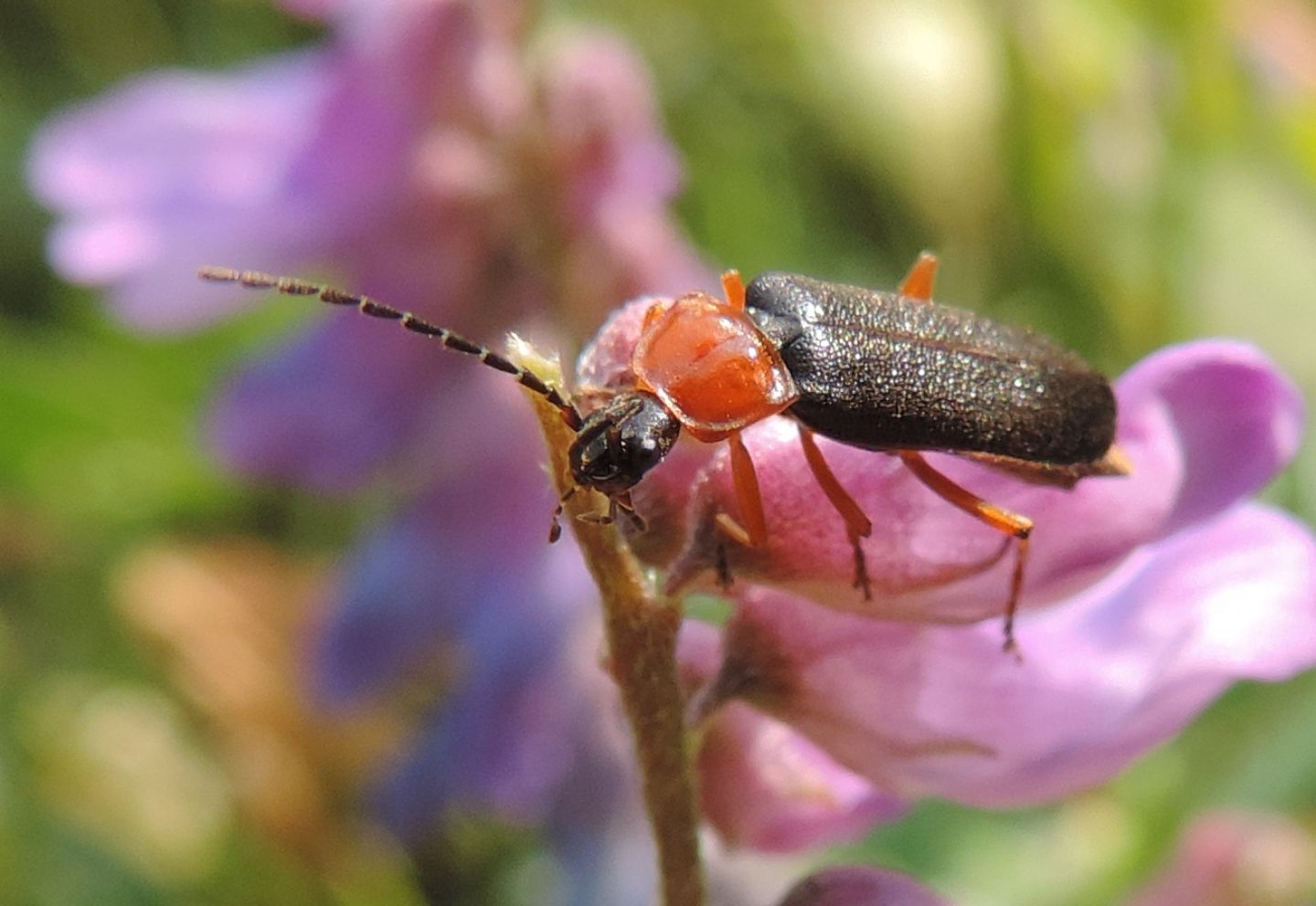 Cratosilis denticollis?....Cratosilis sp.