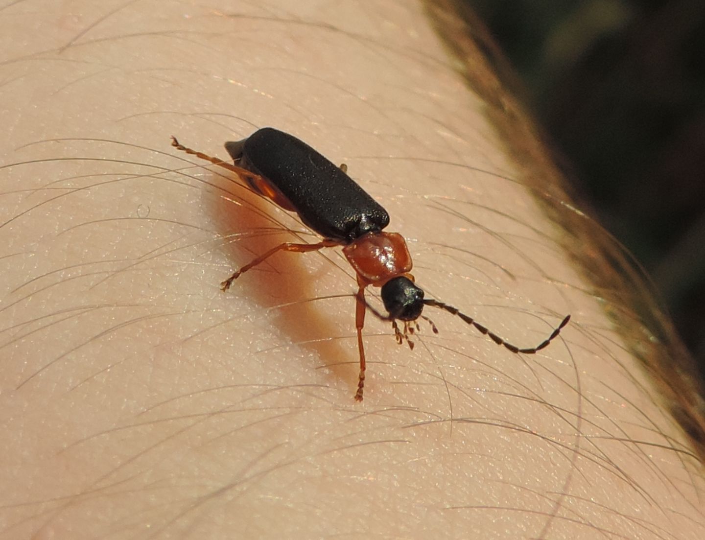 Cratosilis denticollis?....Cratosilis sp.