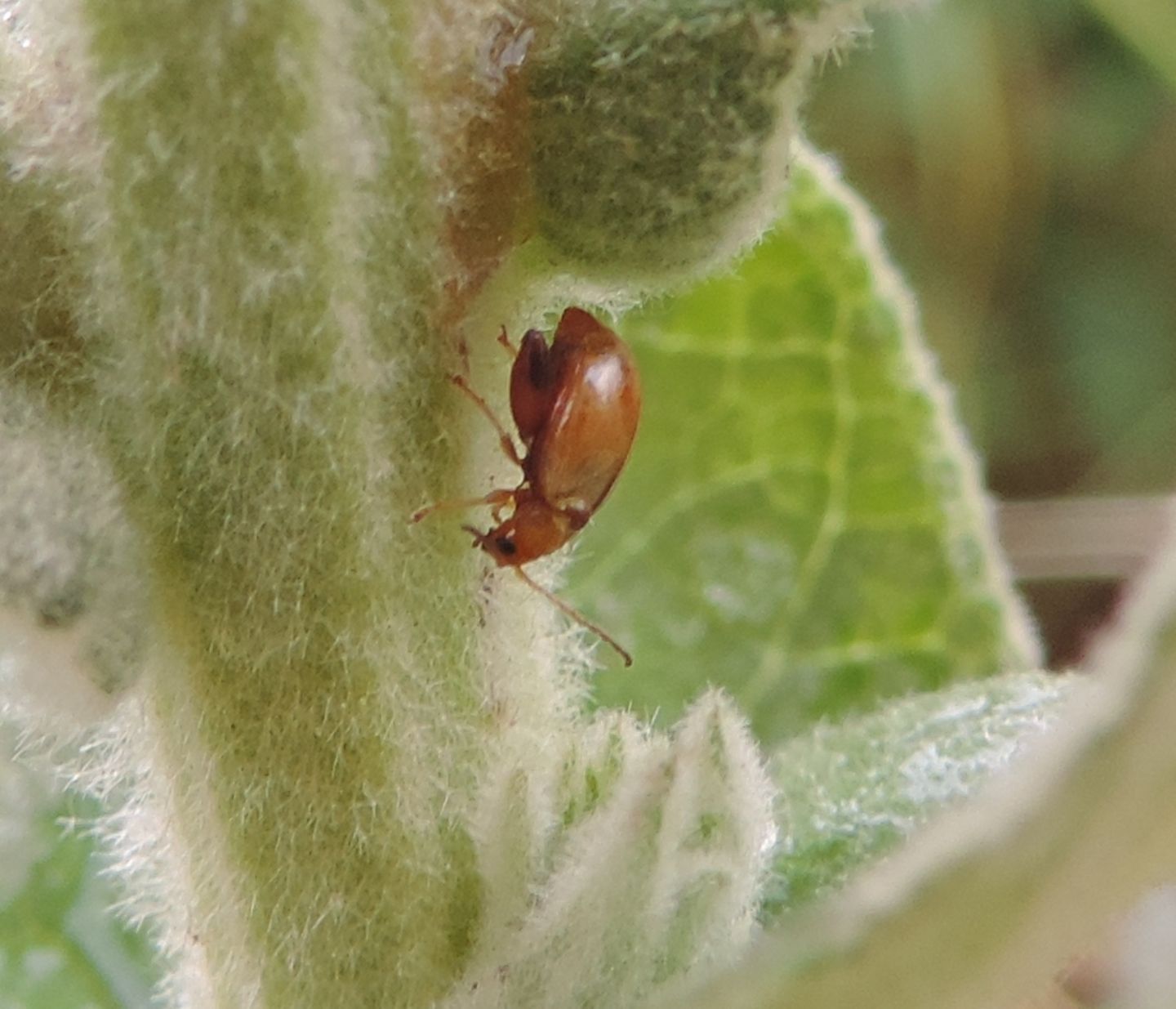 Chrysomelidae: Longitarsus sp.?  S !