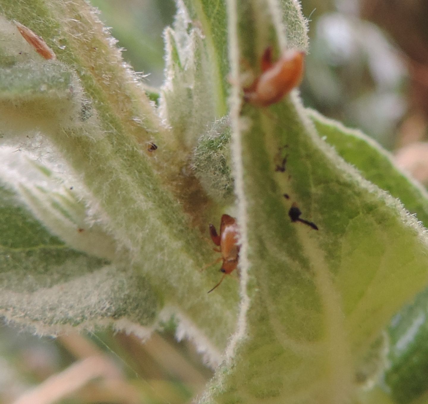 Chrysomelidae: Longitarsus sp.?  S !