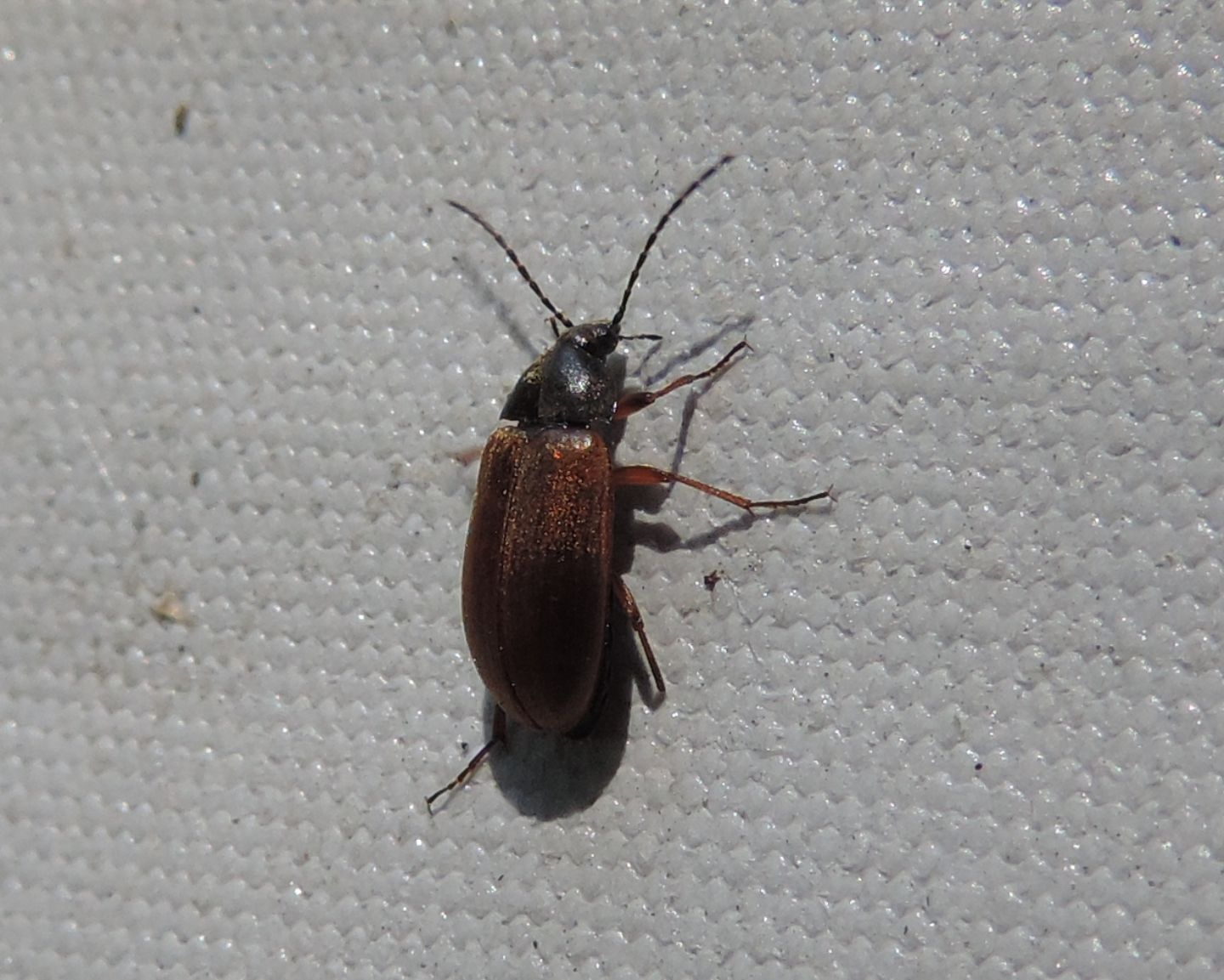 Carabidae?  No, Tenebrionidae: Isomira sp.