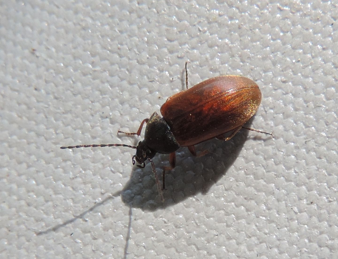Carabidae?  No, Tenebrionidae: Isomira sp.