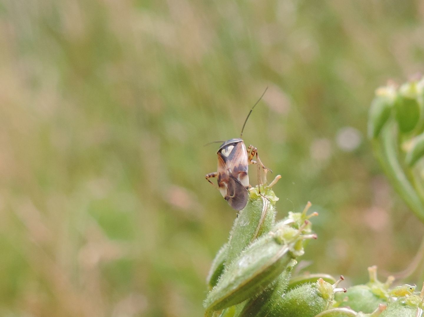 Miridae: Orthops?   No, Lygus pratensis